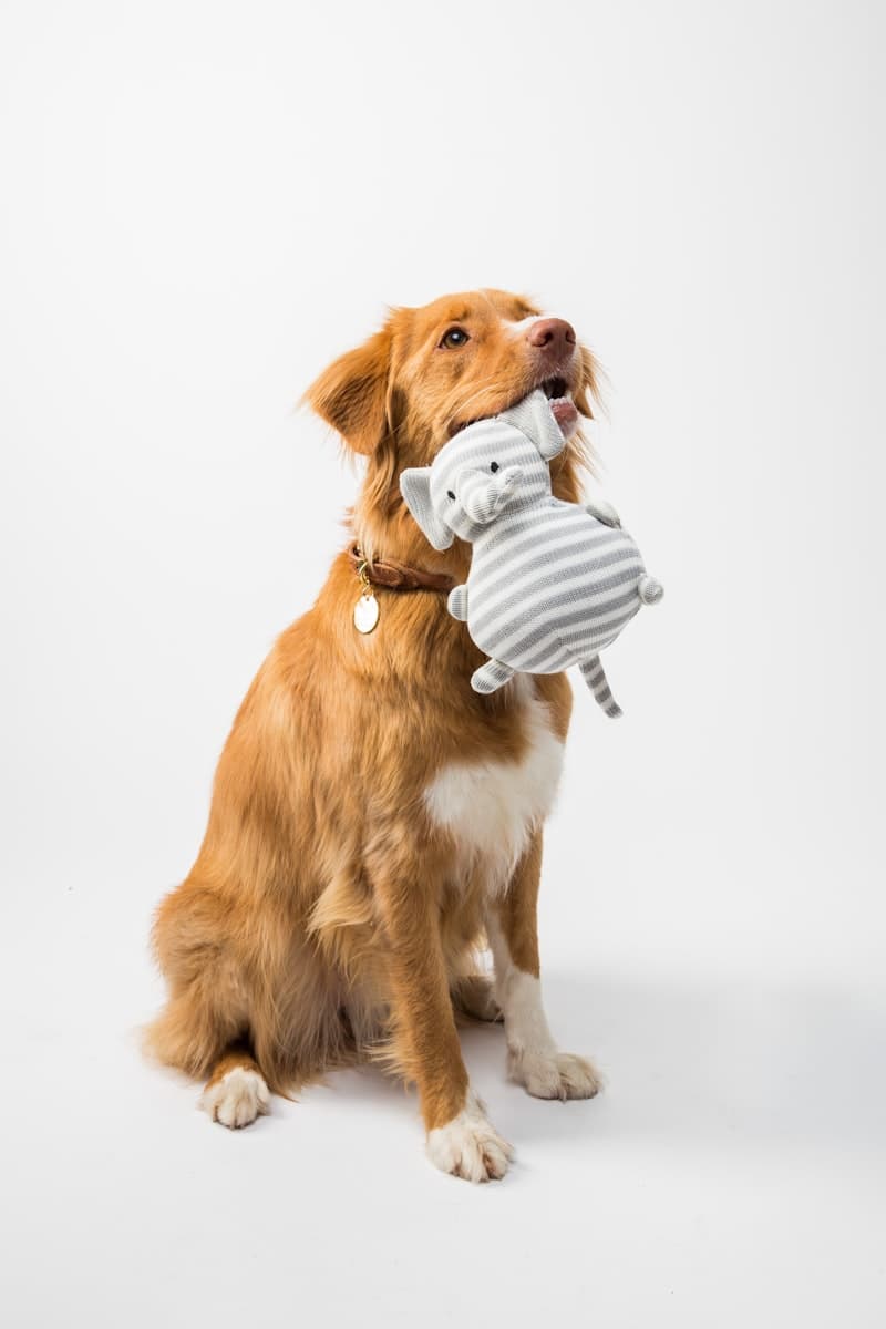 Salmon Oil Grooming Shampoo
