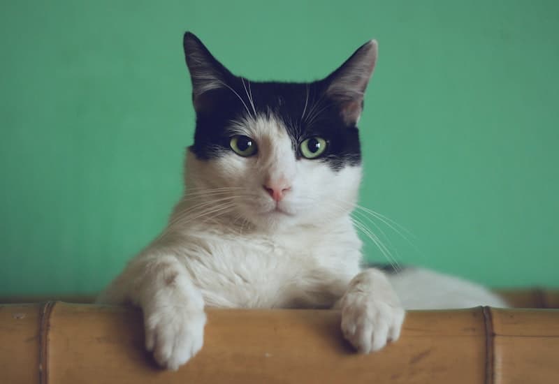 Cat Care Essentials: Grooming, Play & Health