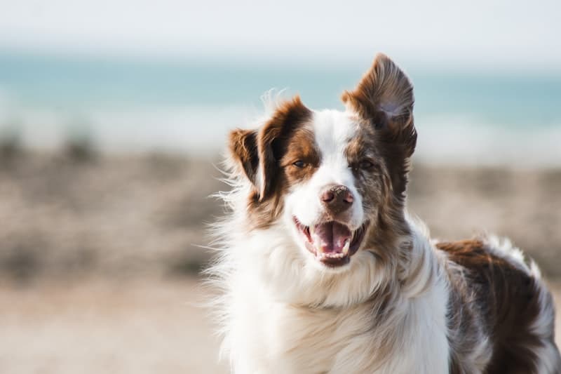 10 Dog Training Tips Every New Pet Parent Should Know