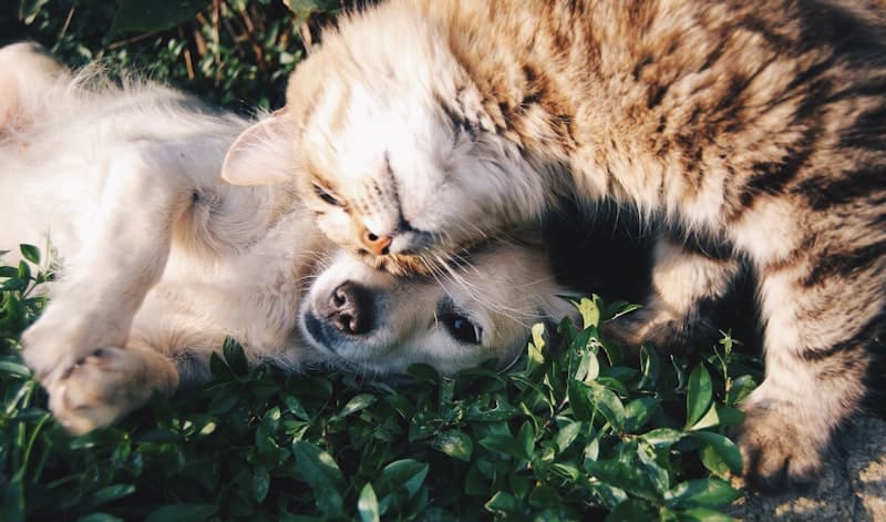 The Complete Guide to Pet Nutrition in 2026