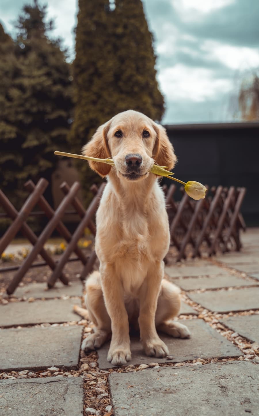 Golden retriever holding a chew toy, ready for playtime